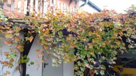 DSC05488.JPG