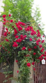 DSC06414.JPG